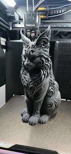 Maine coon cat - maine,