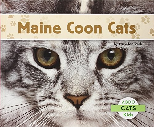 Maine coon cats - coon,