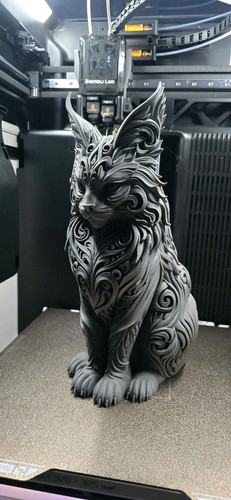 Maine coon cat - cat,