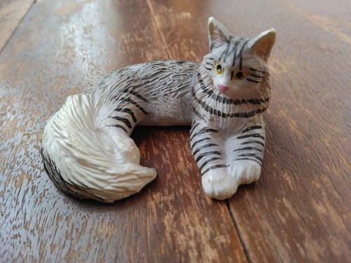 Cat maine coon beautiful - maine,