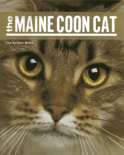 Maine coon cat - coon,